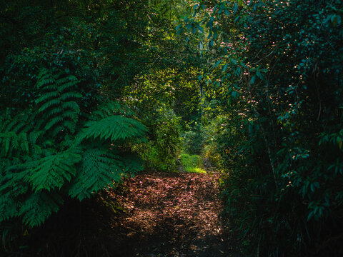Sunlight filters through a dense canopy of native trees, illuminating a narrow path