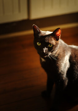 Sleek black cat sitting on a wooden floor, bathed in warm sunlight