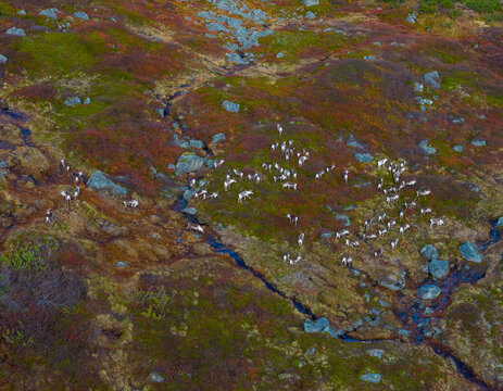Aerial view of a herd of reindeer grazing on the colorful autumn tundra with rocky terrain and small streams in Grotli, Innlandet, Norway.