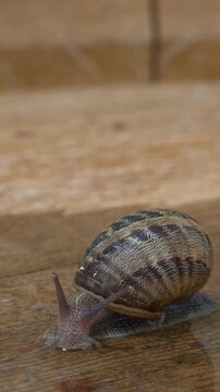Garden Snail Emerging from Shell and Crawling on Wet Wooden Surface