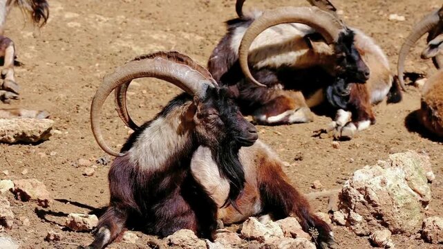 Ibex Wild Goats Resting on Rocky Desert Slope, Curved Horns Arid Nature Habitat, Endangered Wildlife Close-Up Video