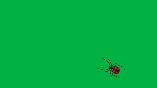 Black spider vector animation crawling in random curve motion path on green screen background