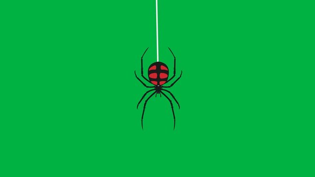 Animated black widow spider climbing down and un on web loop clip isolated on greenscreen
