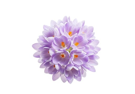 Bunch of purple crocus flowers with orange stamens on white background