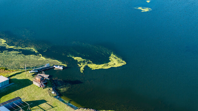 High view of sago pond weed overgrowth collecting spyro gyra slime in an inland lake. The overgrowth results from excessive agricultural leeching of phosphates into rivers feeding the lake.
