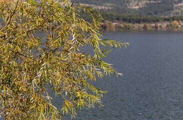 View on willow branches (Salix babylonica) and of Lake Pamvotida (Epirus, Greece) © TETYANA