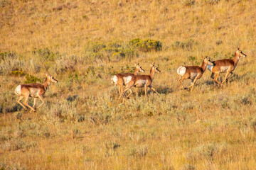 Pronghorn antelope move through grassland during daylight © Judit