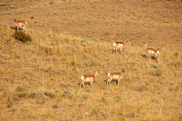 Five antelope graze across a dry grassland slope in daylight © Judit