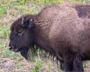 American bison standing in a grassy field during the day © Judit