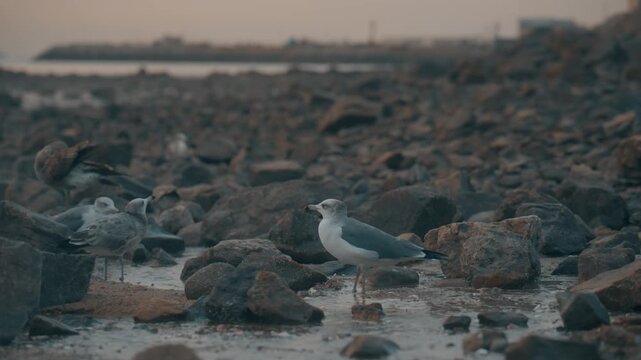 Seagulls Searching for Food on Stony Beach at Coast during Sunset