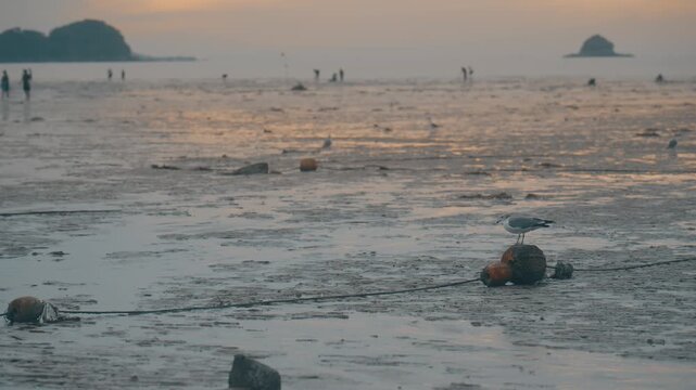 Seagulls Searching for Food on Stony Beach at Coast during Sunset