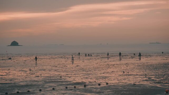Silhouettes of People Walking and Harvesting Shellfish on Mudflat during Sunset