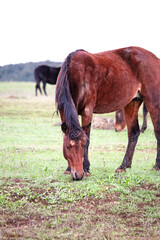 The brown horse is grazing on the green grass. A wild horse feeds in its natural habitat. Animal. Livestock or farm life concept. No people, nobody. Vertical photo. © Burak
