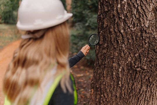 Arborist inspecting tree bark with magnifying glass