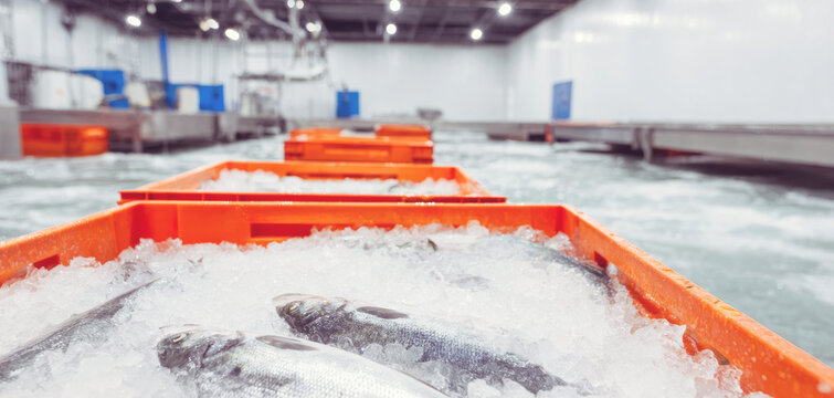 Fresh fish lying on crushed ice in orange containers, awaiting handling in a refrigerated seafood processing facility