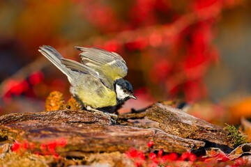 A great tit with spread wings in beautiful evening light. Autumn scene with a beautiful great tit. Parus major. Wildlife scene with a colorful titmouse.  © Monikasurzin