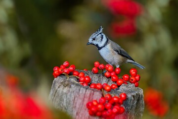 A cute crested tit in autumn forest.  Lophophanes cristatus © Monikasurzin
