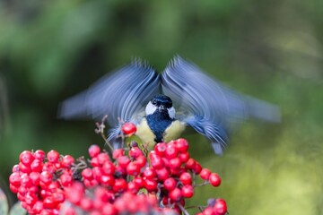 Beautiful artistic photo of a great tit.Autumn scene with a beautiful great tit. Parus major. Wildlife scene with a colorful titmouse.  © Monikasurzin