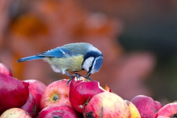 A blue tit sits on fallen apples and eats. A cute blue tit in the nature habitat. Wildlife scene with a colorful titmouse.  Cyanistes caeruleus © Monikasurzin
