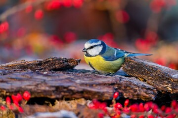 A cute blue tit sits on a fallen dry branch. A cute blue tit in the nature habitat. Wildlife scene with a colorful titmouse.  Cyanistes caeruleus © Monikasurzin