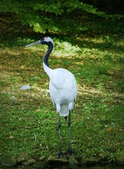 A photograph of a red-crowned crane—also known as the Manchurian crane—which is, unfortunately, one of the most critically endangered bird species. © Rolf