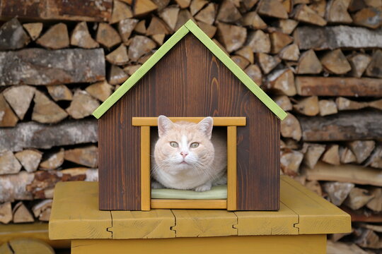 A ginger cat is sitting in a pet house that is placed on a yellow wooden table, with a woodpile of birch firewood in the background. 