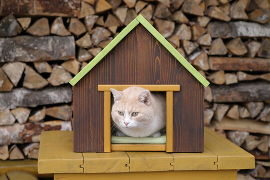 A ginger cat is sitting in a pet house that is placed on a yellow wooden table, with a woodpile of birch firewood in the background. 