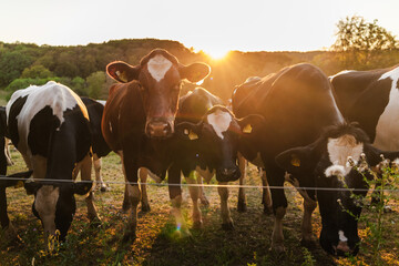Cattle herd gathered behind fence at sunset © StockMediaSeller