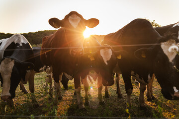 Backlit Herd of Cows in a Pasture © StockMediaSeller