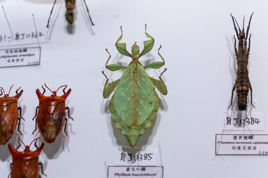 Rare Insect Specimens Display with Leaf and Stick Insects
