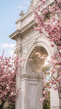 A stunning white marble archway stands gracefully adorned with vibrant pink cherry blossoms in full bloom, with delicate petals gently falling. This beautiful springtime scene captures the essence...
