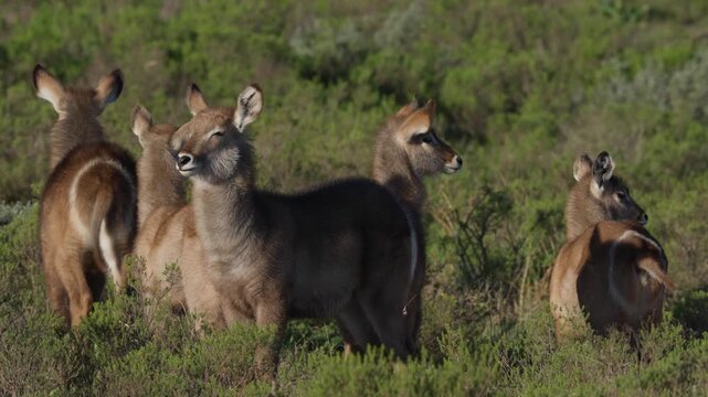 Female waterbuck (Kobus ellipsiprymnus) stand in natural veld near Gqeberha, Eastern Cape, South Africa, in their native African grassland habitat.