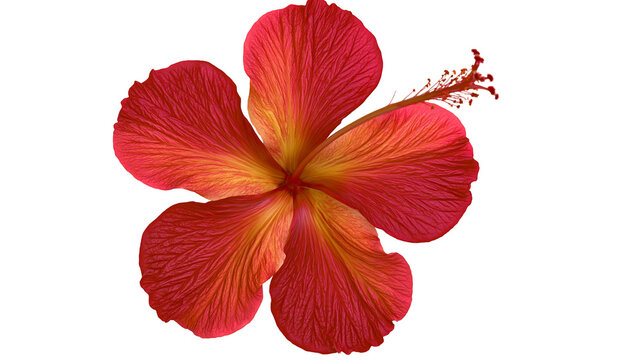 Vibrant red and orange hibiscus flower with prominent stamen and textured petals