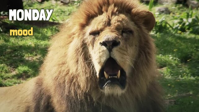 Male lion yawns widely with closed eyes on green grass, showing teeth and thick mane. Monday mood text overlay turns the yawn into relatable humor for memes, social media and wildlife content.