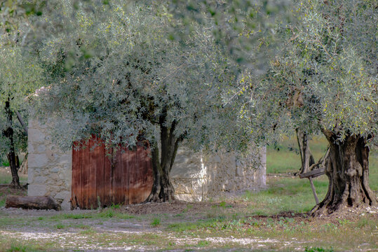 Scenic view of olive orchard in Provence south of France with branch full of green olives  in front of stoned hut