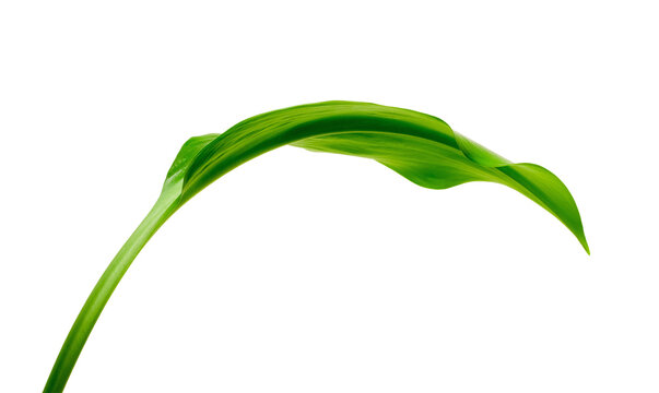 Graceful Green Leaf on Black Background