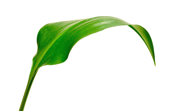 Elegant Green Leaf on Black Background