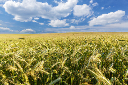 Field of ripening rye in a summer day. Close up of rye ears