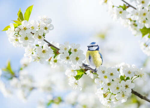 Little bird perching on branch with white flowers of blossom cherry tree. Blue tit