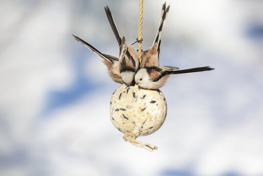 Flock of little birds feeding on bird feeder with suet fat ball. Long tailed tit. Aegithalos caudatus