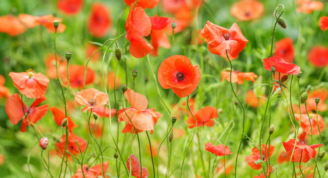 colorful red poppy flowers blooming in a field