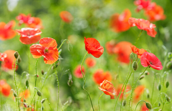colorful red poppy flowers blooming in a garden