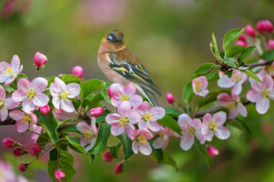 Little bird perching on branch of apple tree with pink flowers. Chaffinch. Fringilla coelebs