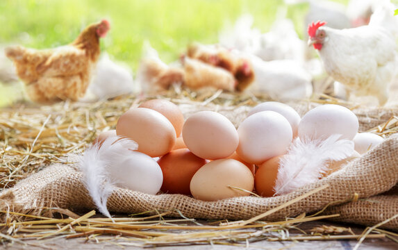 colorful chicken eggs on a wooden table in the chicken farm