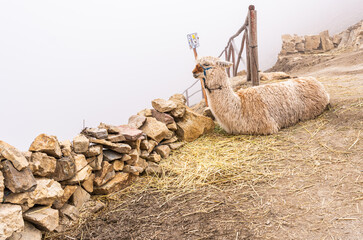 Lying alpaca in misty mountain enclosure, surrounded by rocks and hay © Jair Fonseca