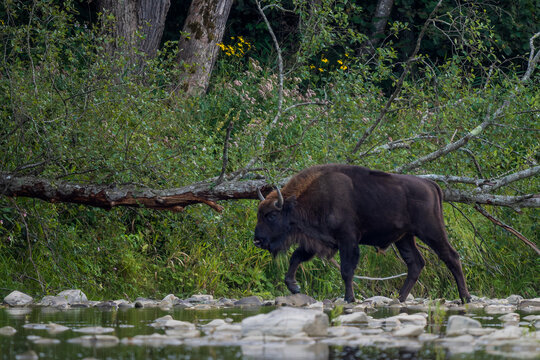 European Bison - Bison bonasus, large European even-toed ungulate native to North and East European forests and woodlands, Poland.