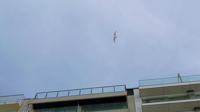 Seagull flying above modern apartment buildings with glass balconies a bird soars through the air