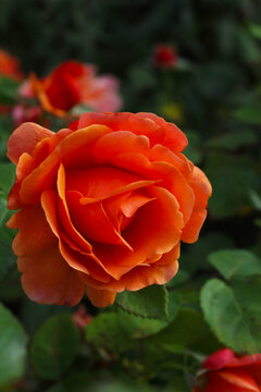 beautiful blooming orange garden rose