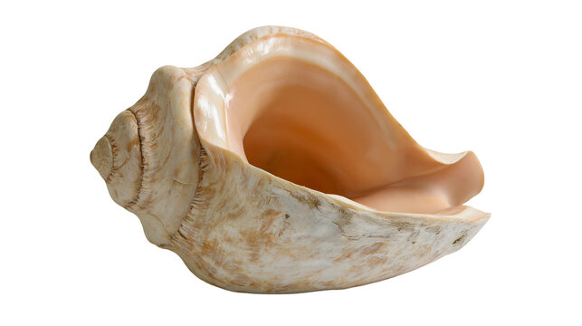 Large textured conch shell with smooth peach colored interior and spiral apex