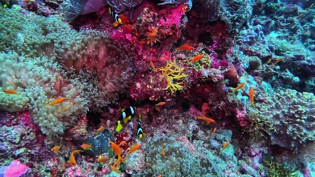 Two distinct species of sea anemones share the Maldivian reef, each hosting anemonefish (clownfish), while orange anthias swim across colorful corals. Diving in the Maldives reveals diverse marine sym